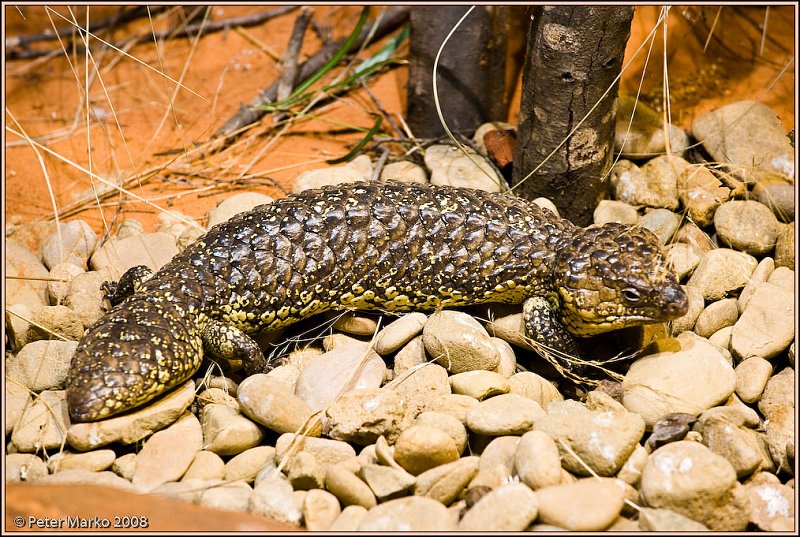 WV8X8361.jpg - Australian reptiles, Sydney, Australia.
